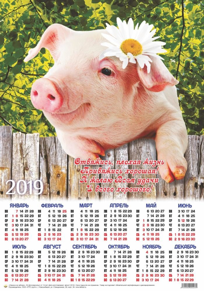 Календарь А2 Свинка на заборе. уп.100шт
