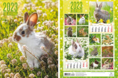 Перекидной календарь 2023 24х30 6 листов Год кролика 2 уп.25шт